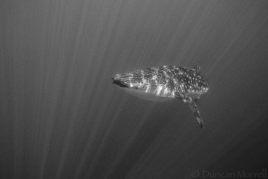 Whale sharks with their striking markings in the right li... by Duncan Murrell 